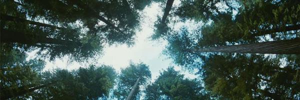 The Tree of Life
